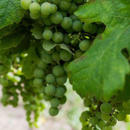 Clos De La Barbanne Montagne  Exterior photo